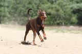 DOBERMANN 815